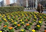 Foto de les flors plantades a la plaça de la Llibertat