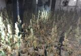Foto de la plantació