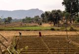 Projecte de promoció de l'agricultura sostenible a les comunitats rurals empobrides d'Udaipur (Índia)