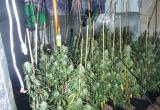 Un dispositiu de Guàrdia Urbana i Mossos desmantella més d’un miler de plantes de marihuana a Mas Pellicer