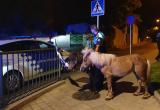 Ponis localitzats per la Guàrdia Urbana a la via pública Ponis localitzats per la Guàrdia Urbana a la via pública