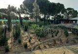 Zona enjardinada a l'accés de la urbanització Blancafort
