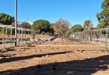 Plantació al roserar de Mas Iglesias