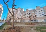 Arbres de la Hispània replantats al carrer del Pont