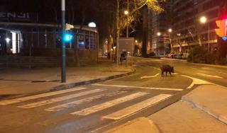 Foto del porc senglar a l'avinguda de Sant Bernat Calbó