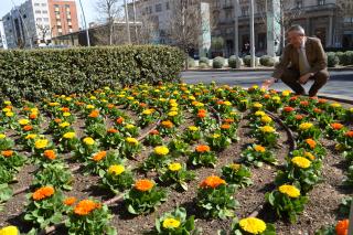 Foto de les flors plantades a la plaça de la Llibertat
