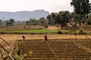 Projecte de promoció de l'agricultura sostenible a les comunitats rurals empobrides d'Udaipur (Índia)
