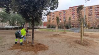 Plantació d'arbrat