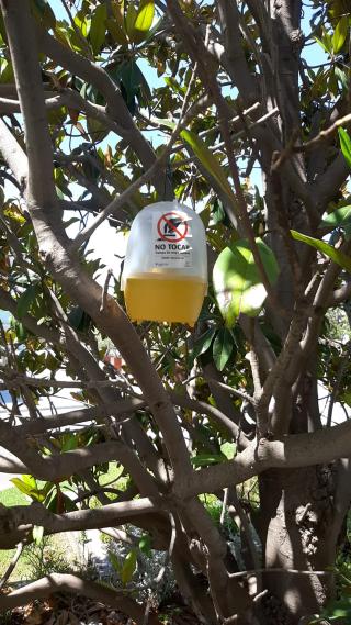 Trampa vespa velutina