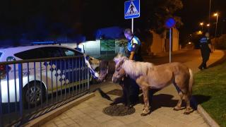 Ponis localitzats per la Guàrdia Urbana a la via pública