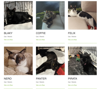 Gats per adoptar al web de benestar animal