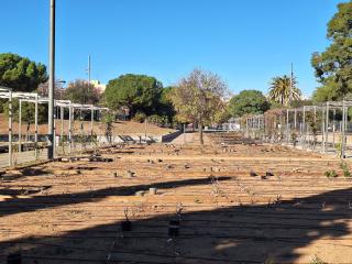 Plantació al roserar de Mas Iglesias