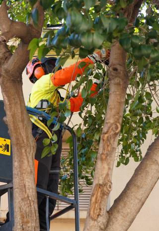 Treballs de poda d'arbrat