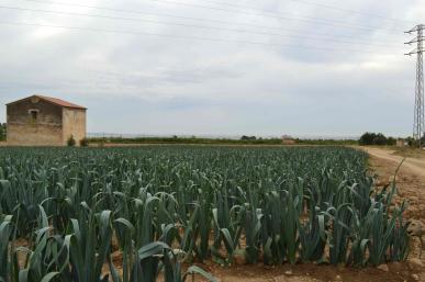 Camps de cebes al Camí de la Selva