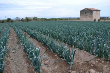 Camps de cebes al Camí de la Selva