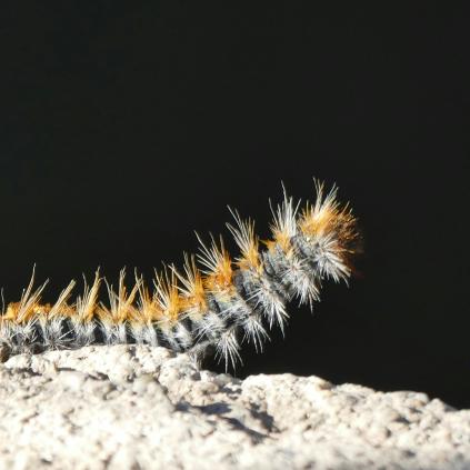 Accedeix a Processionària del pi