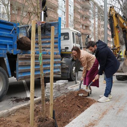 Plantació d'arbrat Accedeix a Plantació d'arbrat