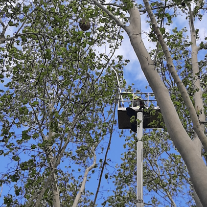 Accedeix a Actuació feta a la Boca de la Mina