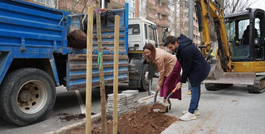 Plantació d'arbrat Plantació d'arbrat