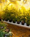 Guàrdia Urbana i Mossos d’Esquadra intervenen 216 plantes de marihuana en un pis a Reus