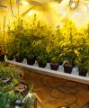 Guàrdia Urbana i Mossos d’Esquadra intervenen 216 plantes de marihuana en un pis a Reus
