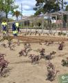 Imatge dels treballs que es porten a terme al roserar del parc de Mas Iglesias de Reus