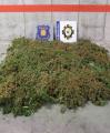 Foto de la plantació