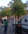 Espigoladors collint taronges de l'arbrat urbà