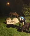 Ponis localitzats per la Guàrdia Urbana a la via pública
