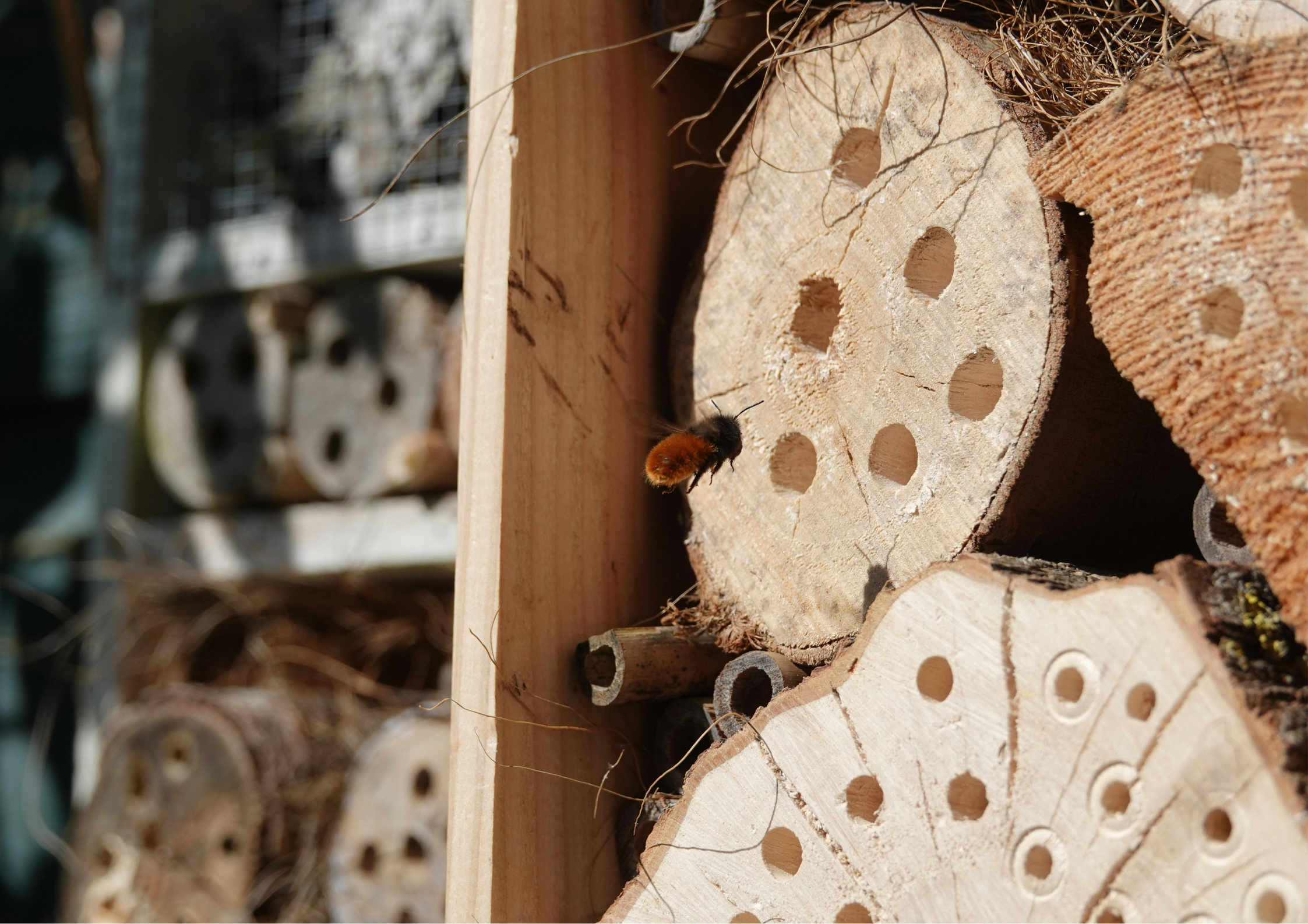 Taller: Construïm hotals d'insectes