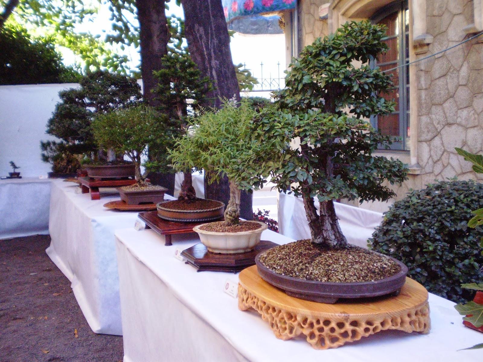 MISERICÒRDIA 2018 - XXIV Exposició de Bonsais Ciutat de Reus