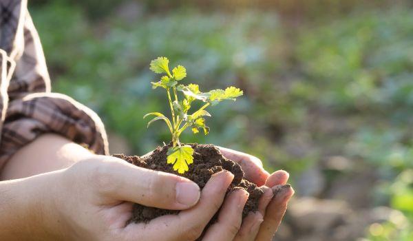 Cultivant Reus, espai jove de natura