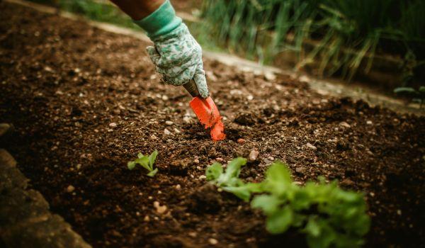 Jornada de treball a l’hort. Cultivant.