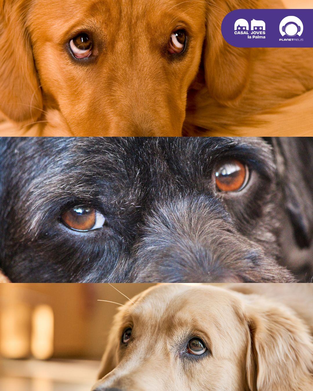 AMB ULLS DE GOS. MIRADES QUE NO ET JUTGEN