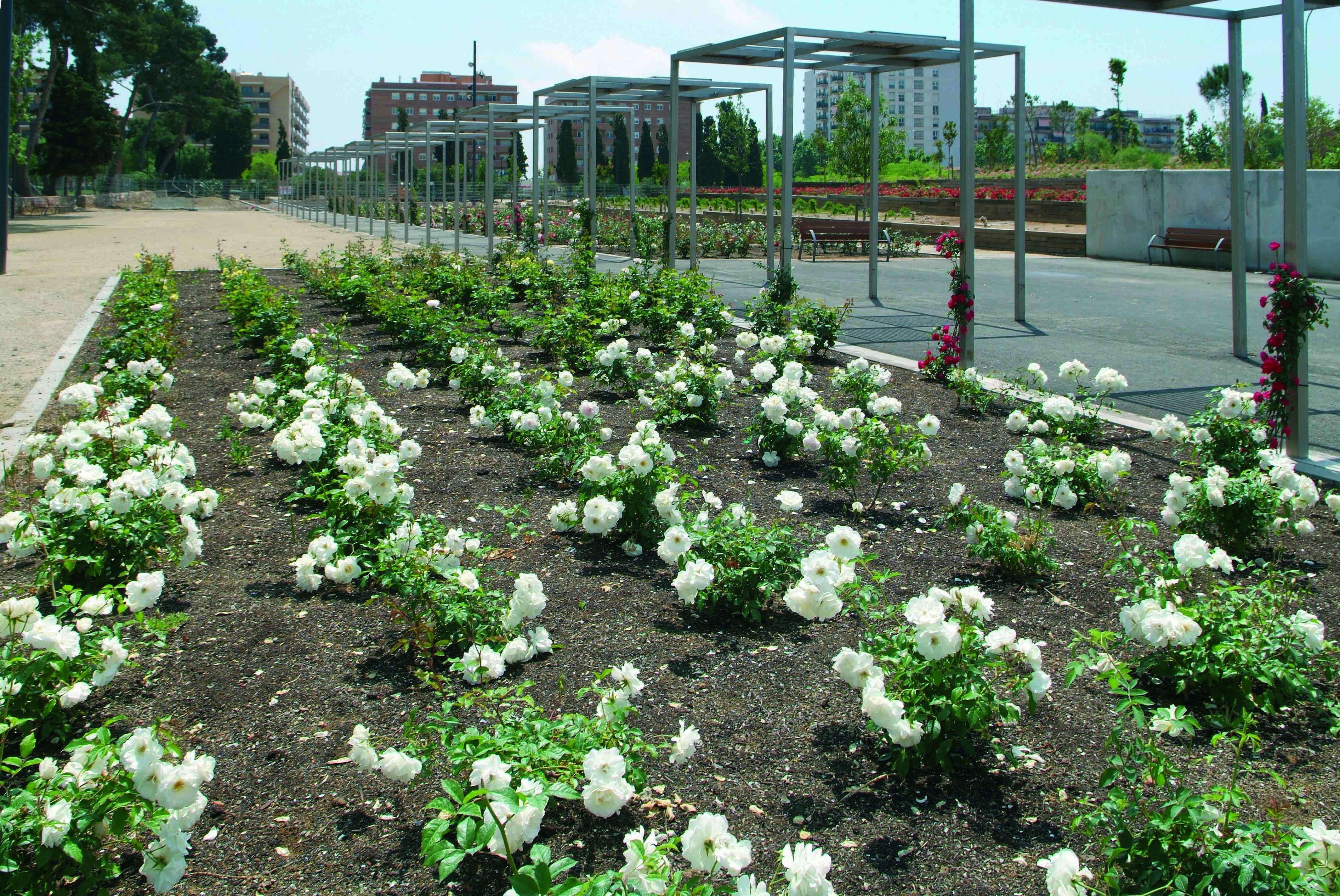 Parque de Mas Iglesias