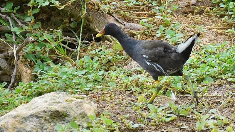 Descobreix les aus aquàtiques de Reus!