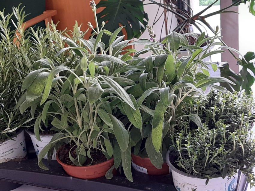 Taller: un balcó florit, aromàtic i comestible