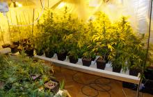 Guàrdia Urbana i Mossos d’Esquadra intervenen 216 plantes de marihuana en un pis a Reus