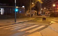 Foto del porc senglar a l'avinguda de Sant Bernat Calbó