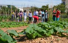 Visita a l'hort urbà municipal del barri de Sol i Vista i Immaculada.