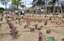 Imatge dels treballs que es porten a terme al roserar del parc de Mas Iglesias de Reus