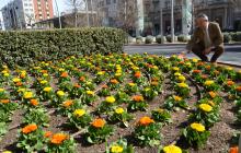 Foto de les flors plantades a la plaça de la Llibertat