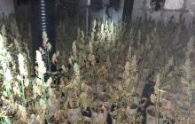 Foto de la plantació