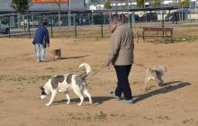 Imatge de ciutadans passejant gossos en una àrea d'esbarjo a Reus