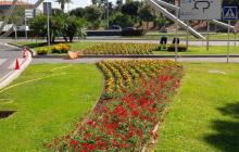 Imatge de plantacions florals en una rotonda de la ciutat