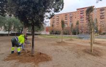 Plantació d'arbrat