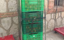 Brigades collint taronges d'arbres de la via publica