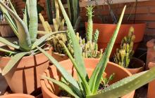Verd en una terrassa privada