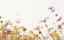 Imatge de les activitats de primavera de RENATUReus