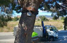 Trampa processionària